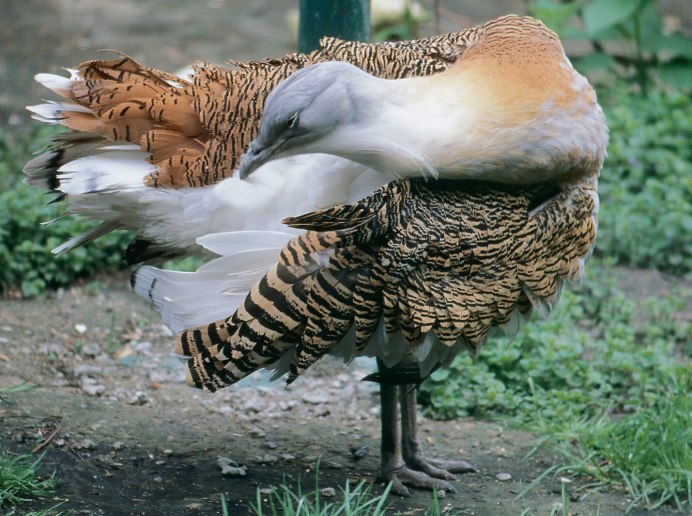 Джек (chlamydotis undulata
