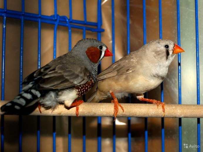 Попугай амадин