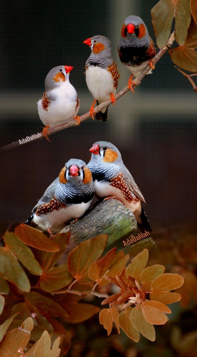 Гульдова амадина