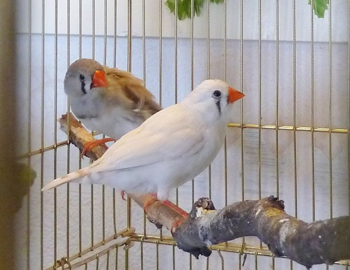 Попугаи зебровые амадины