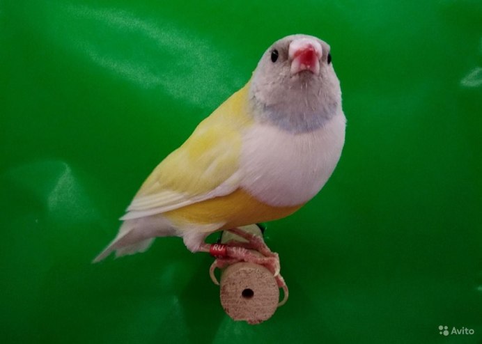 Амадина попугай