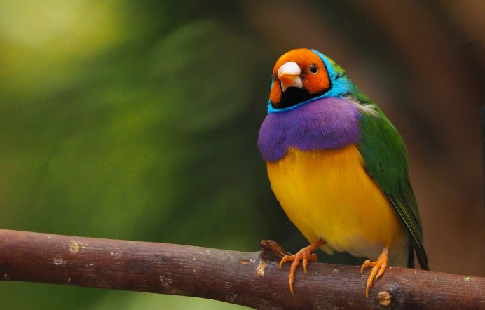 Амадина Гульда