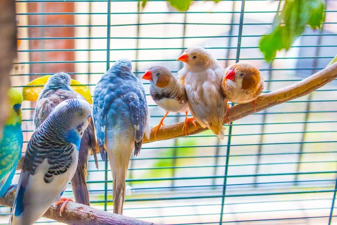 Попугай амадин