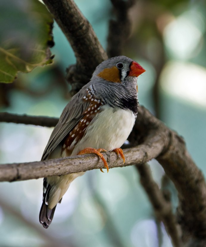 Гульдова амадина