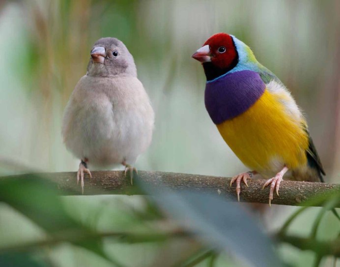 Восточные амадины