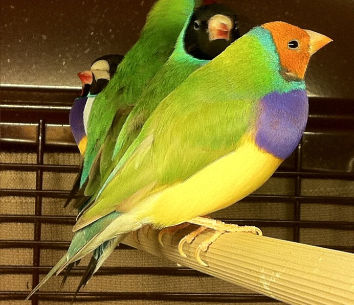 Гульдова амадина