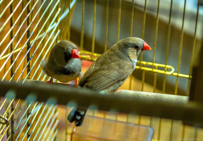 Птичка амадин