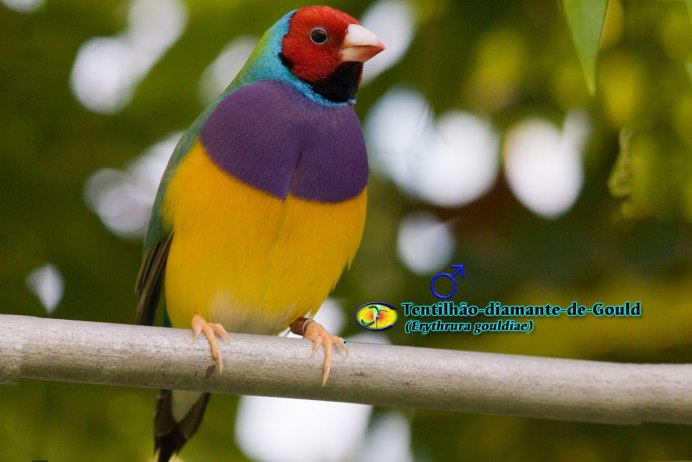 Гульдова амадина