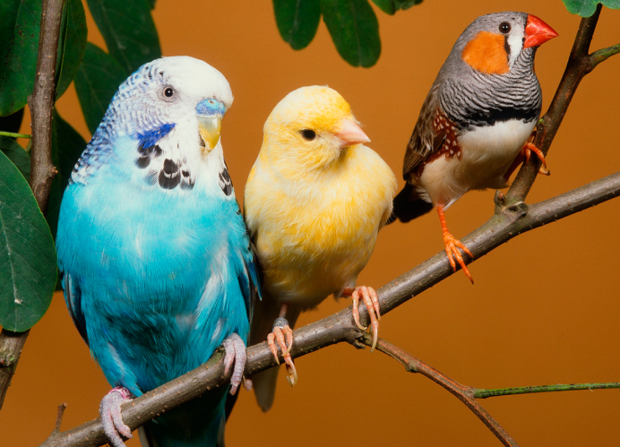 Попугай амадин