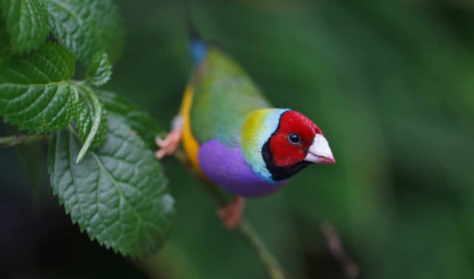 Птица амадина зебровая