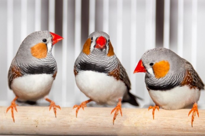 Гульдова амадина