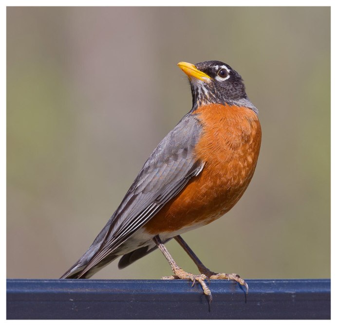 Дрозд с оранжевой грудкой