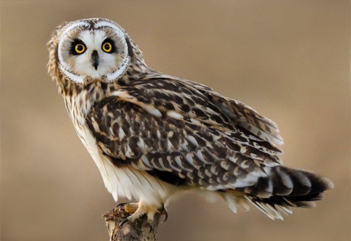 Болотная Сова (ASIO flammeus)