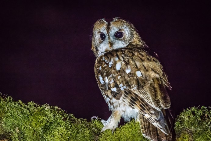 Западносибирский Филин