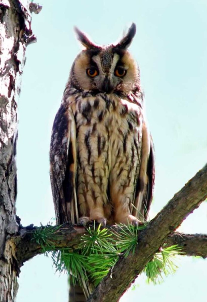 Филин обыкновенный