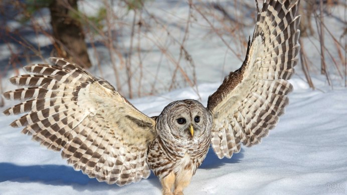 Виргинский Филин