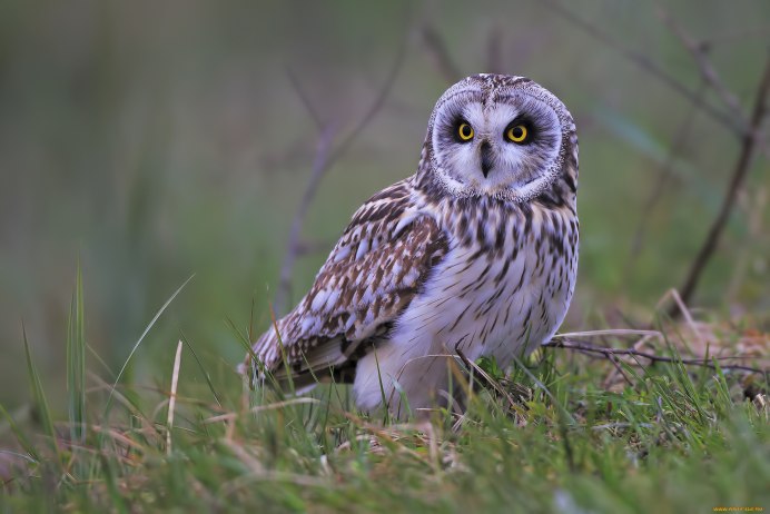 Филины Амурской области