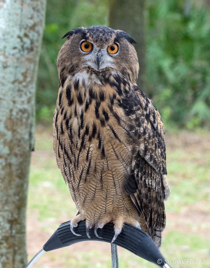 Полярная Сова и Сыч