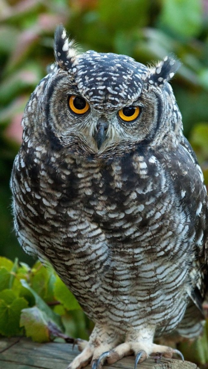 Две Совы на ветке