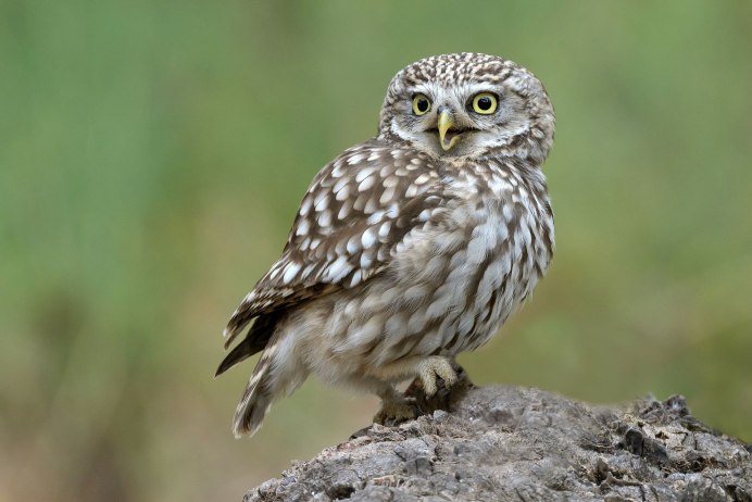 Виргинский Филин слеток