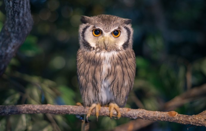 Бородатая неясыть