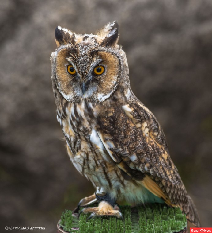 Ушастая Лесная Сова