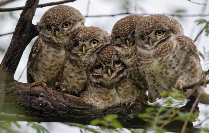 Бородатая неясыть Крылья