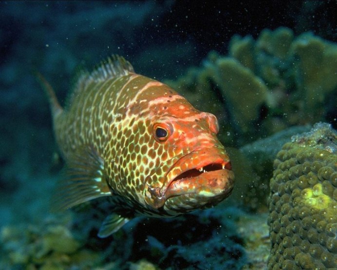 Plectropomus leopardus