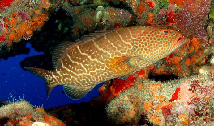 Leopard Coral Grouper