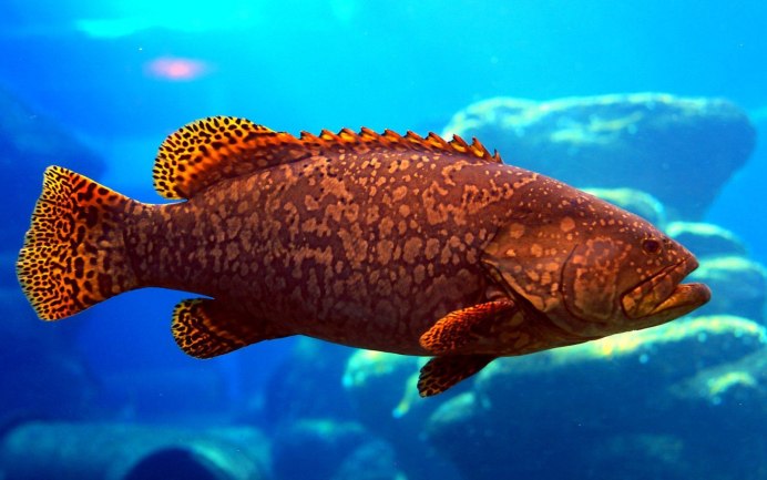 Рыбы море Кортеса