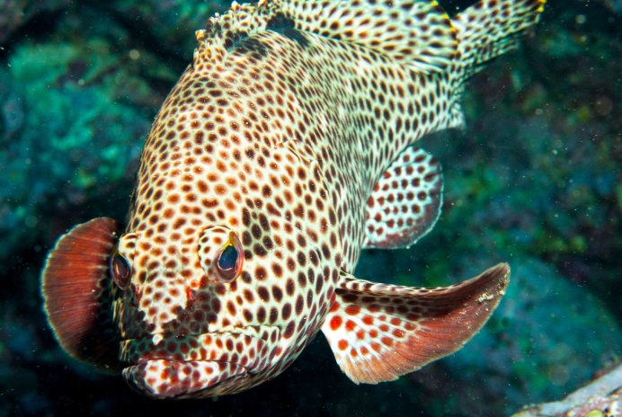 Plectorhinchus chaetodonoides