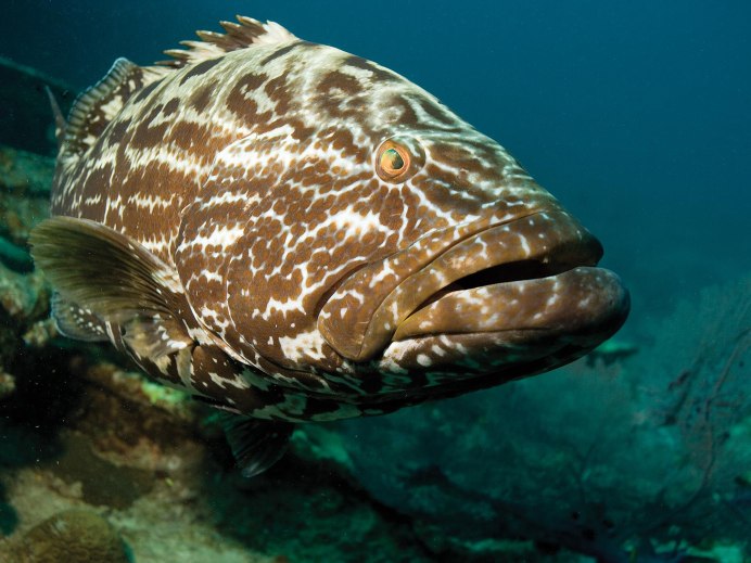•Epinephelus tauvina – Групер таувина