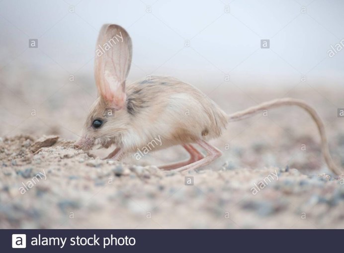 Большой тушканчик