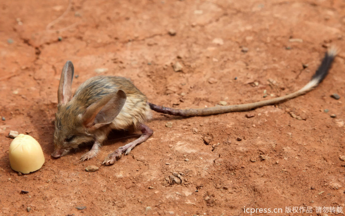 Long-eared Jerboa