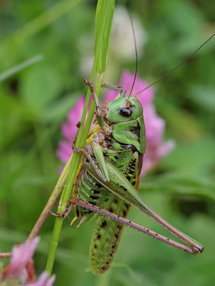 Titanacris albipes