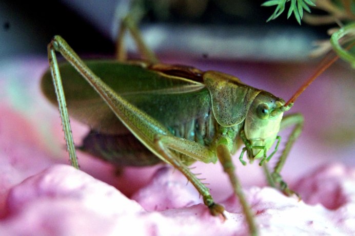 Радужный кузнечик Dactylotum bicolor