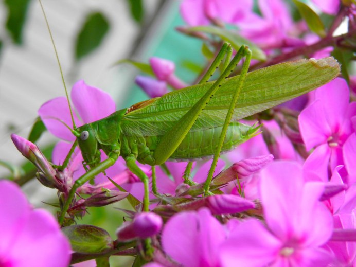 Кузнечик амбликорифа (Amblycorypha oblongifolia)