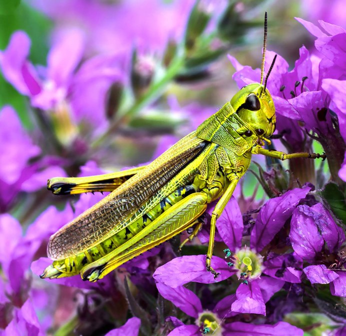 Grasshopper разноцветные
