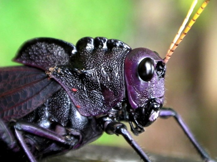 Pink Katydid