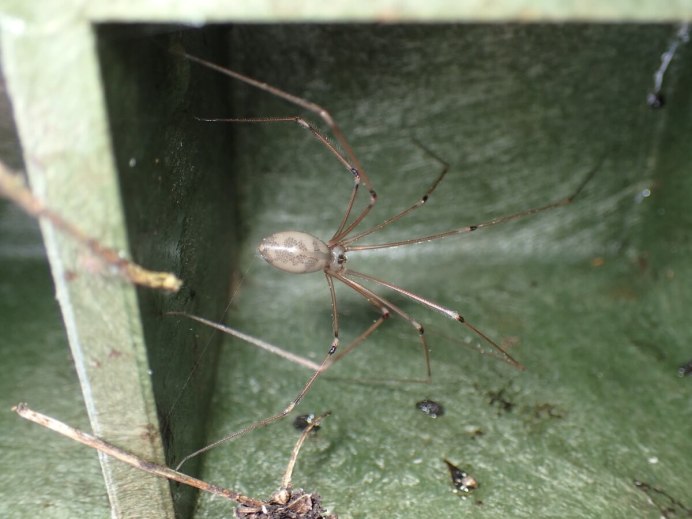 Opiliones Phalangida сенокосцы строение