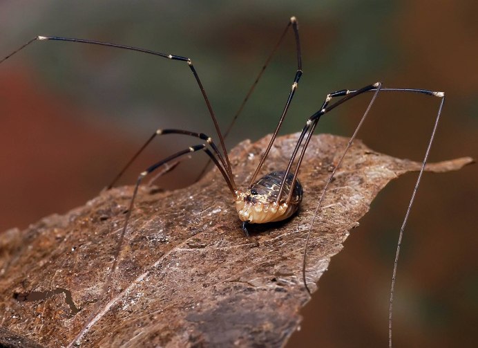 Harvestman Opiliones