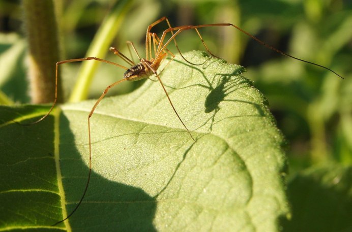 Сенокосцы пауки Pholcus phalangioides
