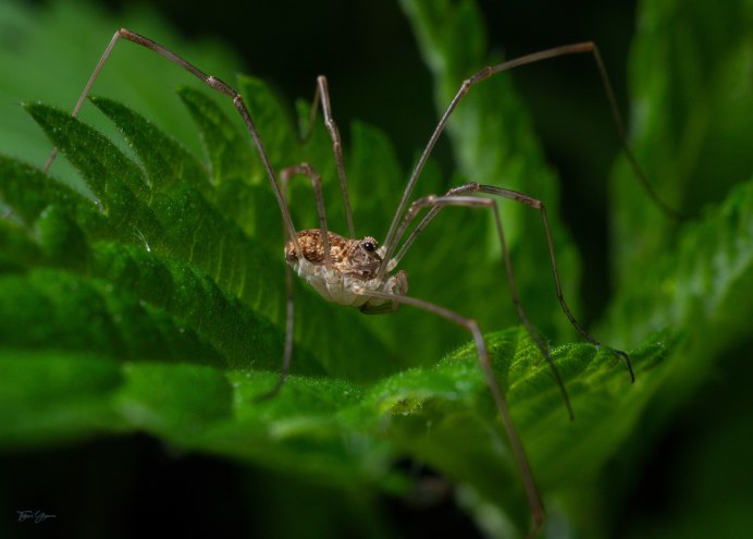 Отряд сенокосцы (Opiliones)