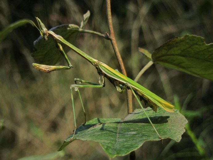 Большой зеленый кузнечик
