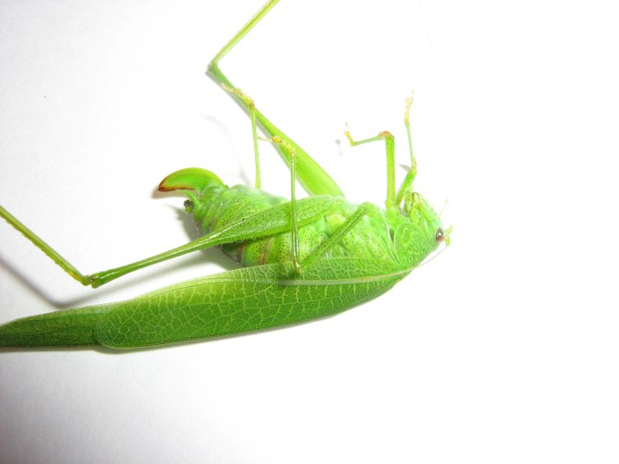 Богомол палочник