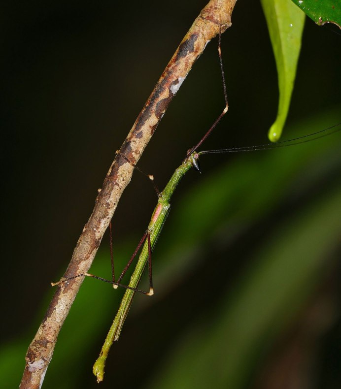 Кузнечик зеленый палочник