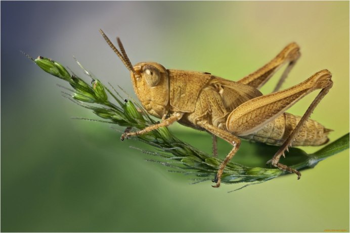 Мантис богомол