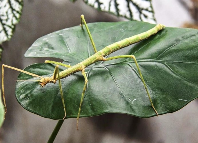 Кузнечик для прыжков