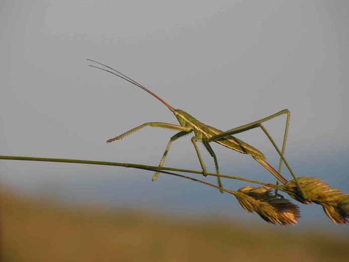Саранча палочник