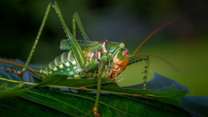 Жук богомол